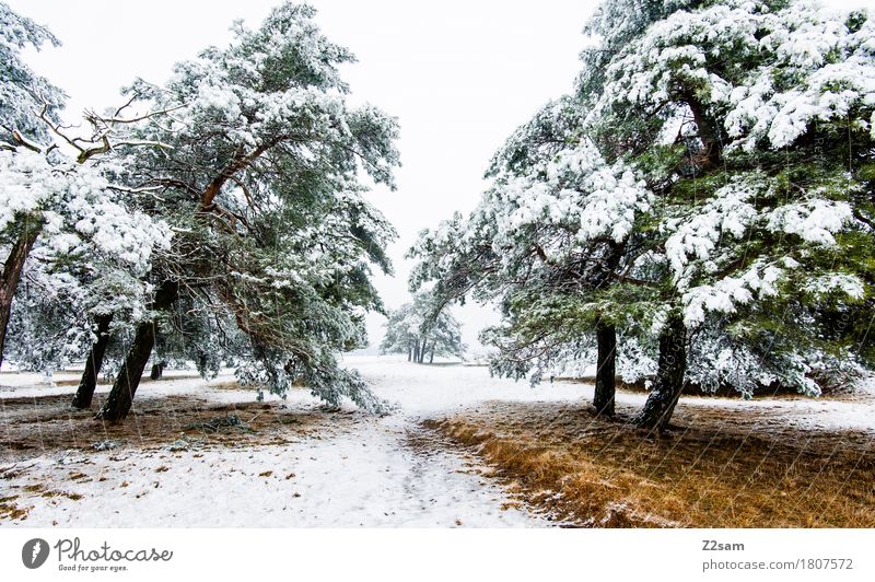 winter dream Winter Nature Landscape Ice Frost Snow Tree Forest Heathland Simple Cold Sustainability Natural Gloomy Brown Green White Loneliness Calm