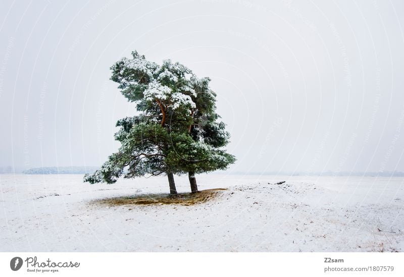 A little tree stands... Winter Environment Nature Landscape Bad weather Ice Frost Snow Tree Heathland Simple Cold Sustainability Natural Gloomy Green White