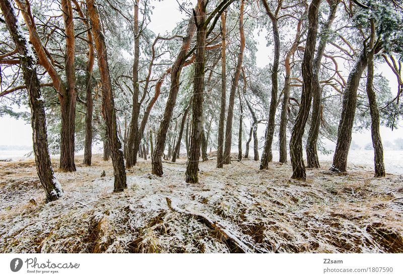 latecomers Winter Environment Nature Landscape Bad weather Ice Frost Tree Forest Threat Simple Cold Gloomy White Idyll Sustainability Environmental protection