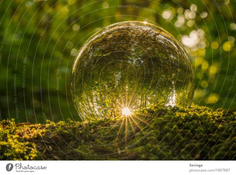 Outlook for 2017 Glass Illuminate Glass ball Carpet of moss Flair Sun Green Colour photo Multicoloured Exterior shot Close-up Detail Macro (Extreme close-up)