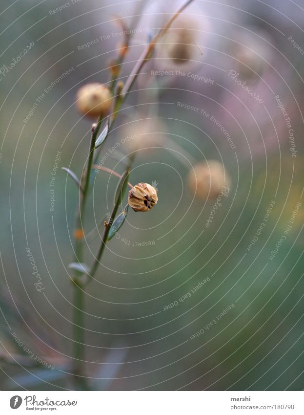 Veilful Colour photo Exterior shot Close-up Detail Macro (Extreme close-up) Blur Nature Landscape Autumn Plant Grass Bushes Leaf Foliage plant Meadow Small