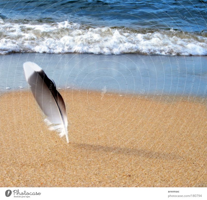 as light as a feather Colour photo Exterior shot Close-up Detail Day Shadow Sunlight Deep depth of field Summer vacation Beach Ocean Nature Animal Sand Waves