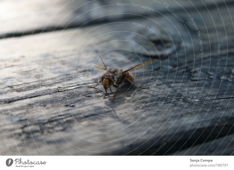 mainstay Colour photo Exterior shot Motion blur Downward Nature Bee Wing 1 Animal Movement Crawl Stand Wait Aggression Threat Curiosity Above Wild Yellow Black
