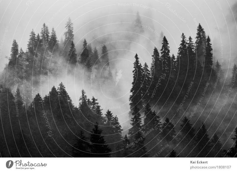 Mountains, forest and fog II Nature Landscape Bad weather Fog Tree Forest Alps Esthetic Natural Moody Power Calm Grief Pain Adventure Concentrate photocase