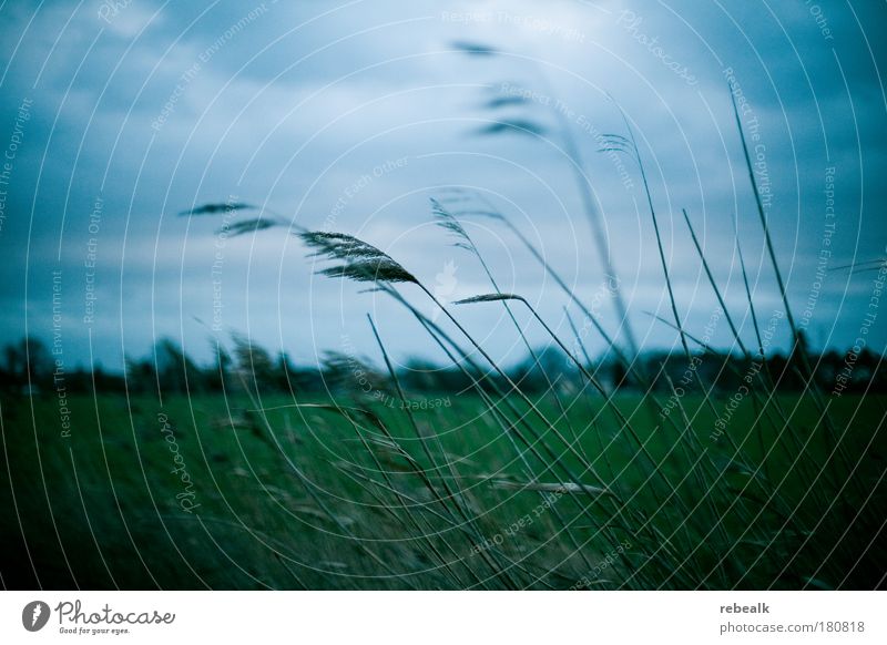in the wind Colour photo Subdued colour Exterior shot Detail Deserted Twilight Contrast Blur Shallow depth of field Environment Nature Plant Sky Clouds Autumn