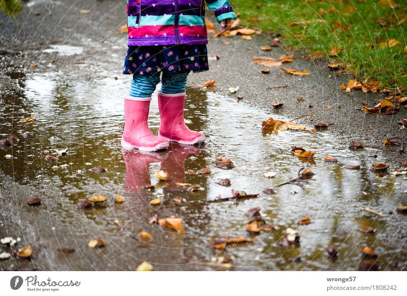 Regentrude I Child Toddler Girl 1 Human being 1 - 3 years Autumn Rain Grass Chestnut Park Stand Wait Small Wet Multicoloured Autumnal Puddle Rubber boots Pink