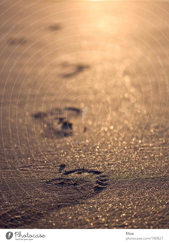 Footprints in the golden glittering sand Beach Sand Going Walking Free Optimism Willpower Brave Determination Warm-heartedness Attentive Barefoot Sandy beach
