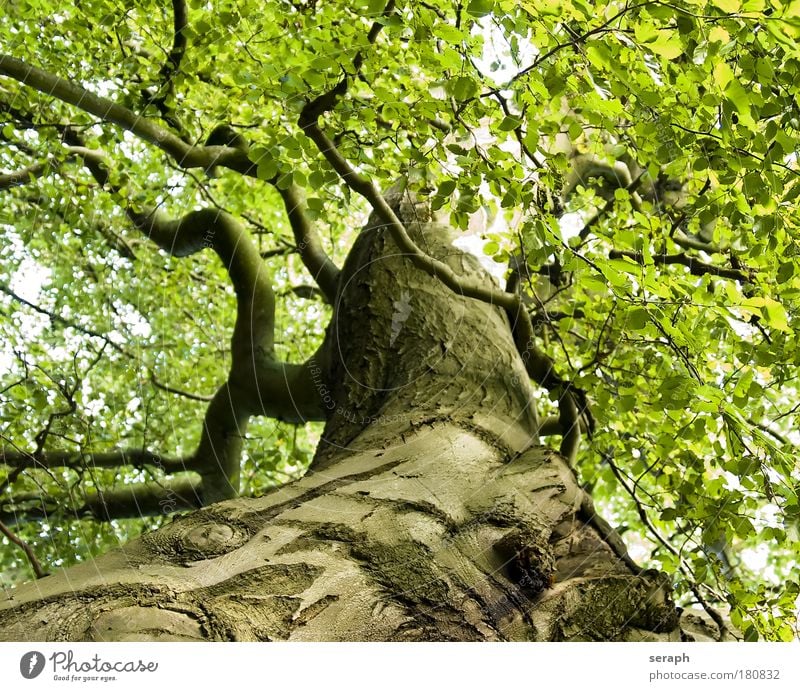 Ancient Beech Tree Leaf drink crown of tree Forest crust wood Branch Branchage Environmental protection green lung old giant age-old Healthy strength