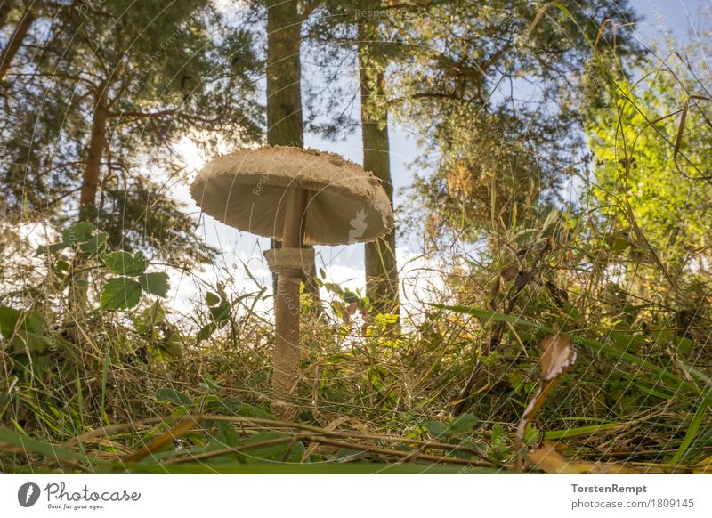 parasol mushroom Environment Nature Summer Autumn Beautiful weather Meadow Forest Eating Illuminate Edible macrolepiota Mushroom mushrooms edible mushroom