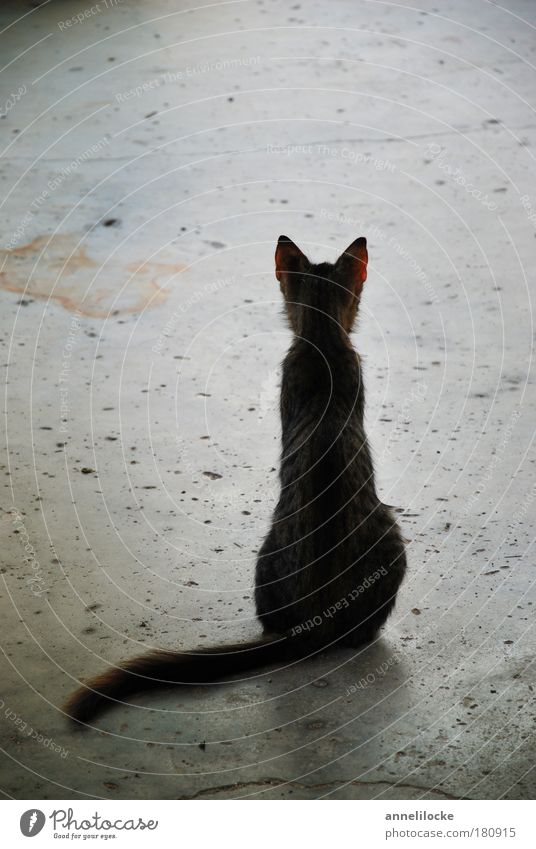 Waiting ... Street Animal Pet Cat Looking Sit Dream Sadness Thin Wild Gray Hope Grief Loneliness Concrete Floor covering Striped Ear Tails Appetite Street cat