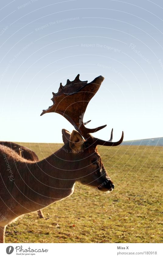 deer la Colour photo Exterior shot Close-up Copy Space right Copy Space top Copy Space bottom Day Shadow Silhouette Environment Nature Beautiful weather Meadow