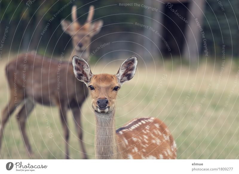 brought to the point Grass Forest sikawild Deer Buck Pelt Ear Outer ear Polka dot Point blunder Communicate Looking Stand Esthetic Together Curiosity Brown