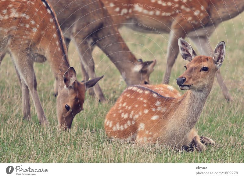 We are family Meadow sikawild Sika deer Wild animal Deer Pelt Ear Female deer Group of animals To feed Lie Stand Esthetic Together Natural Curiosity Beautiful