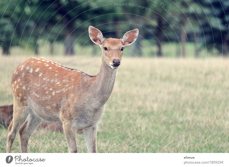 inquisitiveness Meadow sikawild Sika deer Roe deer Wild animal Vension Pelt Spotted Ear fawn brown Wild child Looking Stand Authentic Near Curiosity Brown Trust