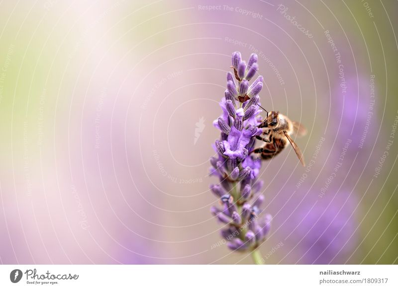 lavender Summer Nature Plant Animal Flower Blossom Lavender Farm animal Bee Insect Work and employment Blossoming Fragrance Growth Natural Soft Green Violet
