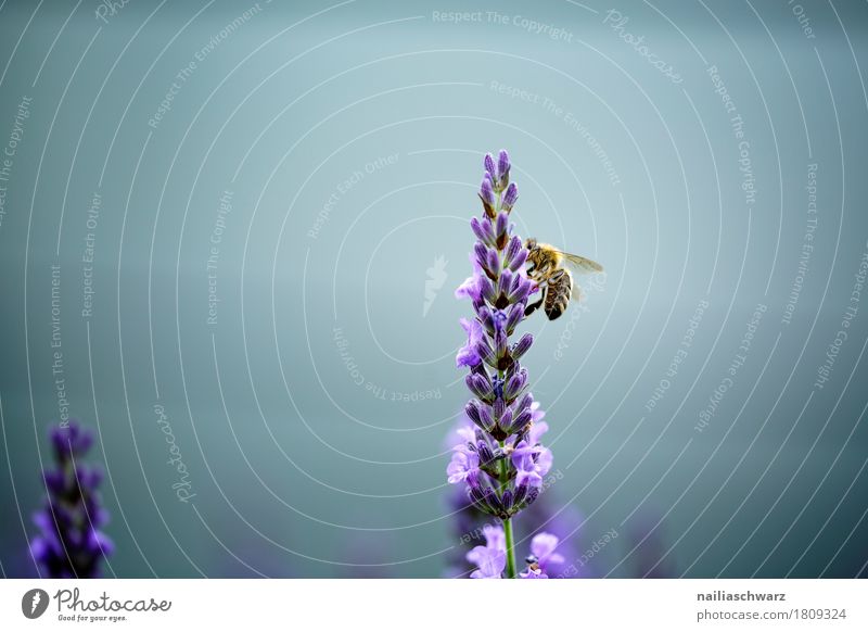 busy bee Summer Nature Plant Animal Spring Flower Agricultural crop Lavender Garden Park Farm animal Insect Bee 1 Work and employment Blossoming Fragrance