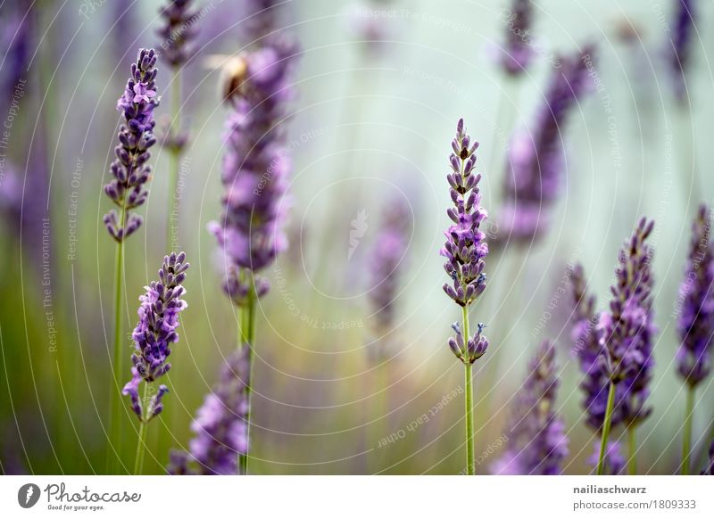 lavender Summer Environment Nature Beautiful weather Plant Flower Bushes Blossom Agricultural crop Blossoming Fragrance Growth Fresh Natural Green Violet