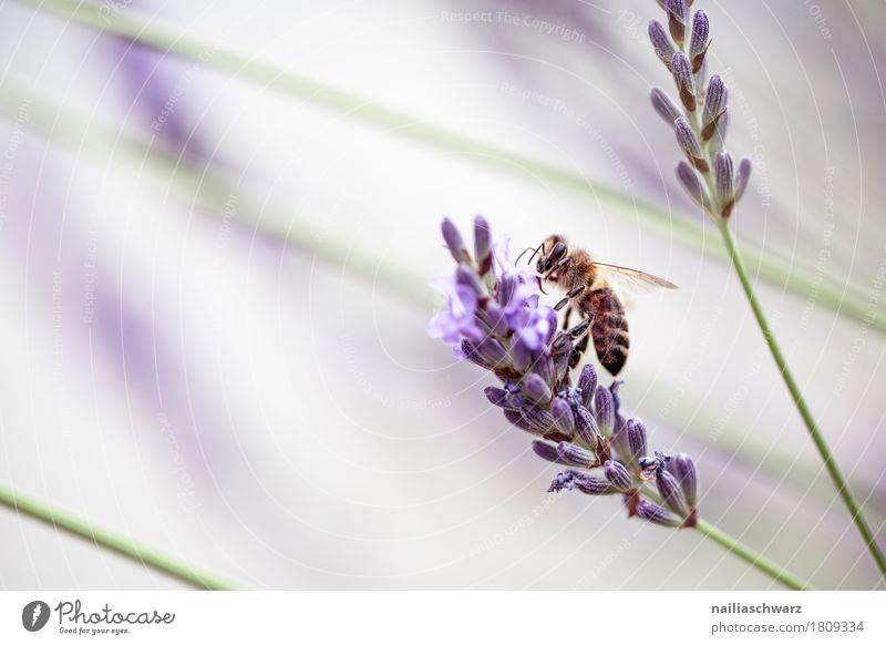 Lavender and bee Summer Environment Nature Plant Animal Spring Flower Blossom Garden Park Farm animal Insect Bee 1 Work and employment Touch Blossoming
