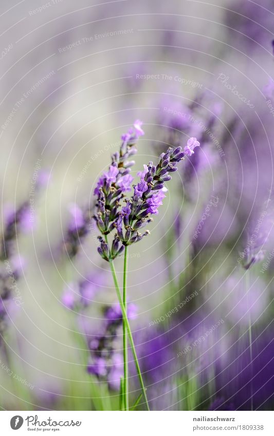 lavender Summer Nature Plant Spring Beautiful weather Flower Blossom Foliage plant Agricultural crop Garden Park Meadow Field Blossoming Fragrance Growth