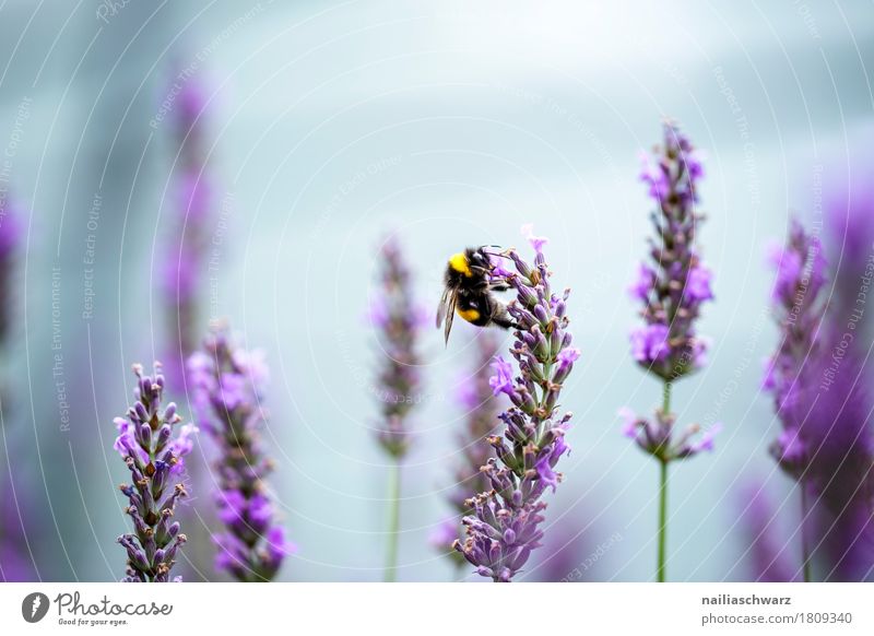 lavender Summer Environment Nature Plant Animal Air Flower Blossom Lavender Garden Park Meadow Farm animal Bee Insect 1 Work and employment Touch Fragrance