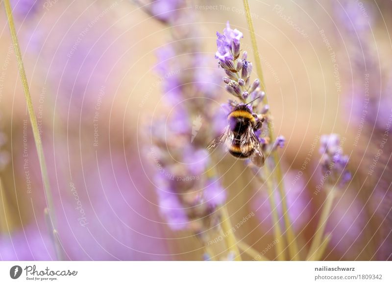 lavender Summer Nature Plant Animal Spring Flower Blossom Agricultural crop Lavender Garden Park Meadow Field Insect Bumble bee Bee Work and employment