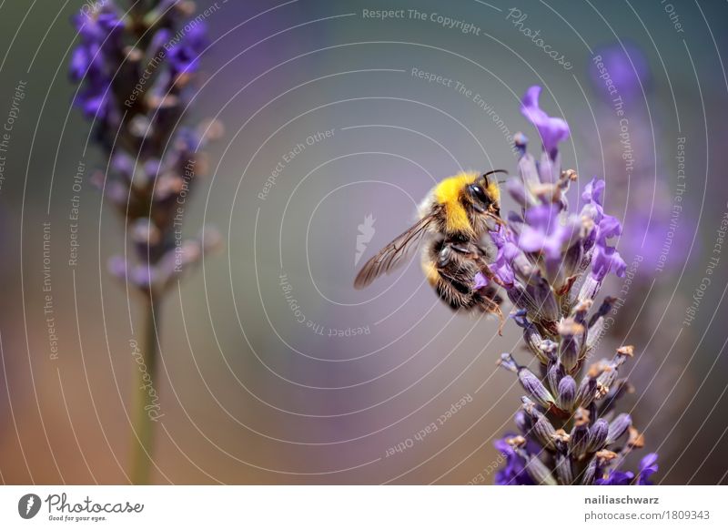 busy bee Summer Nature Spring Plant Flower Blossom Lavender field Animal Farm animal Bee Insect 1 Work and employment Blossoming Fragrance Friendliness Natural