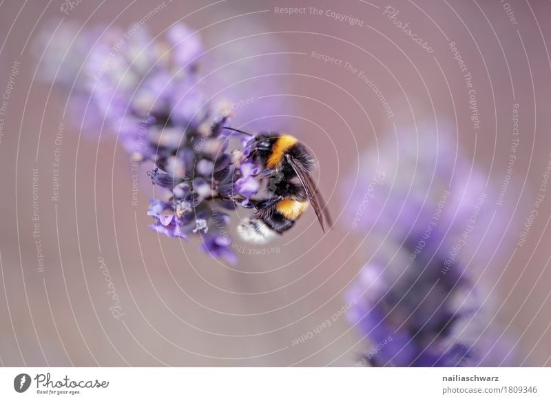 lavender Summer Nature Plant Animal Spring Flower Blossom Agricultural crop Wild plant Lavender Garden Park Meadow Farm animal Bee 1 Work and employment