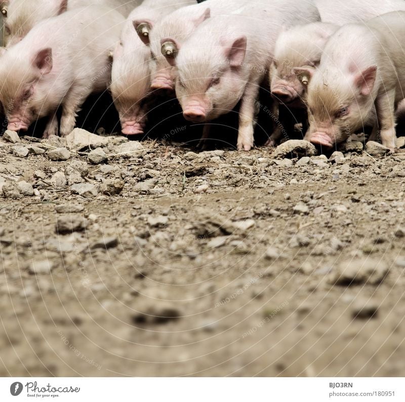 pile of pigs Colour photo Exterior shot Detail Deserted Copy Space bottom Morning Contrast Blur Shallow depth of field Worm's-eye view Animal portrait