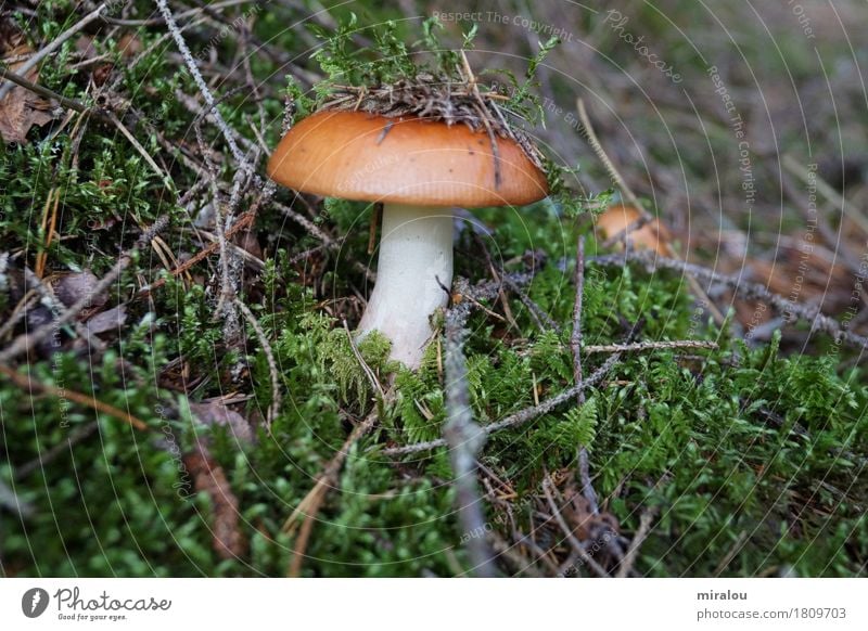 Mushroom in moss Nature Plant Autumn Moss Forest Happy Idyll Colour photo Exterior shot Close-up Detail Macro (Extreme close-up) Day Central perspective