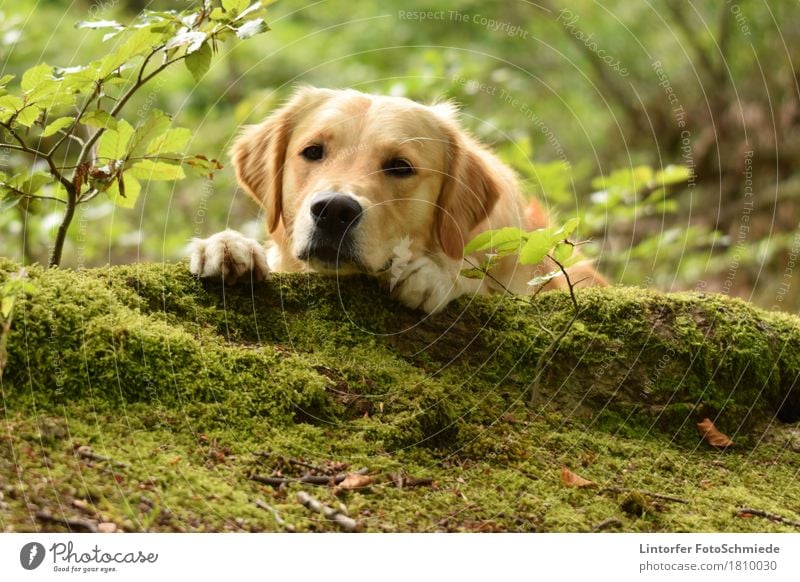 Saucer Eyes Nature Animal A Royalty Free Stock Photo From Photocase