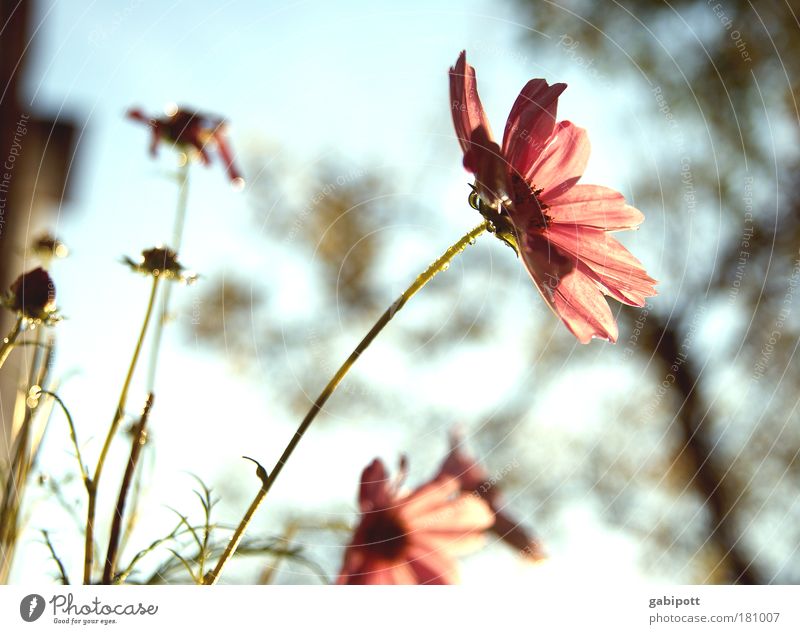 Pastel no.2 Subdued colour Exterior shot Close-up Deserted Day Sunlight Back-light Shallow depth of field Nature Landscape Plant Sky Summer Flower Leaf Blossom