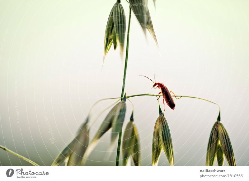 bug Plant Animal Grass Agricultural crop Grain Grain field Field Wild animal Beetle Insect 1 Observe Crawl Looking Happiness Natural Curiosity Cute Beautiful