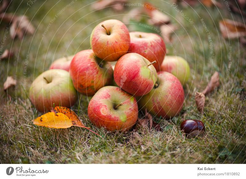 Apples, autumn, chestnuts I Fruit Autumn Leaf Contentment Safety (feeling of) Warm-heartedness Colour photocase Chestnut Grass Red Yellow Green Brown