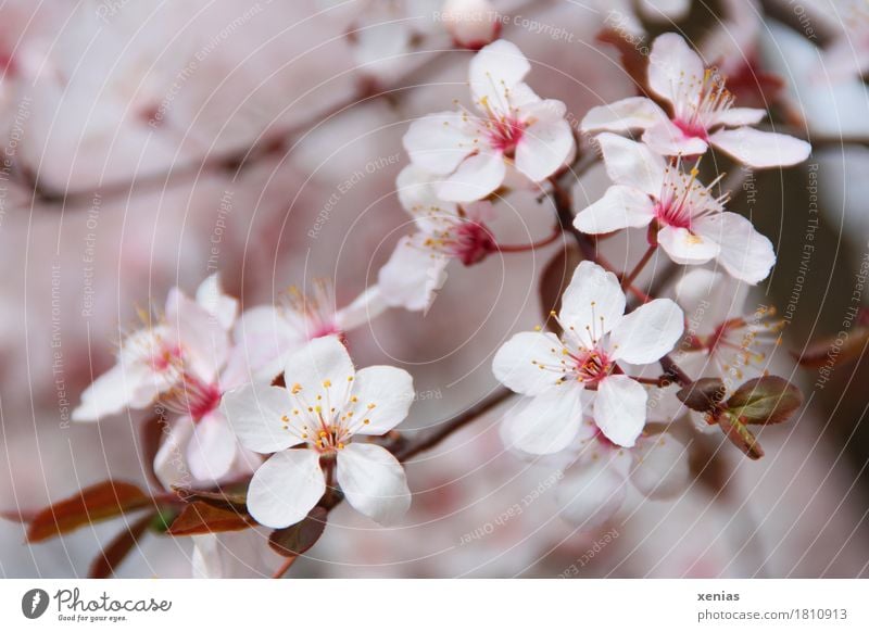 The Key To the New House and the Branch of Cherry Blossoms in Hand. Stock  Photo - Image of branch, ocean: 114723386