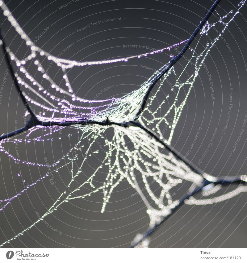 web and wire and dew Exterior shot Close-up Dawn Light Reflection Light (Natural Phenomenon) Nature Drops of water Sunrise Sunset Autumn Fog Discover Hang