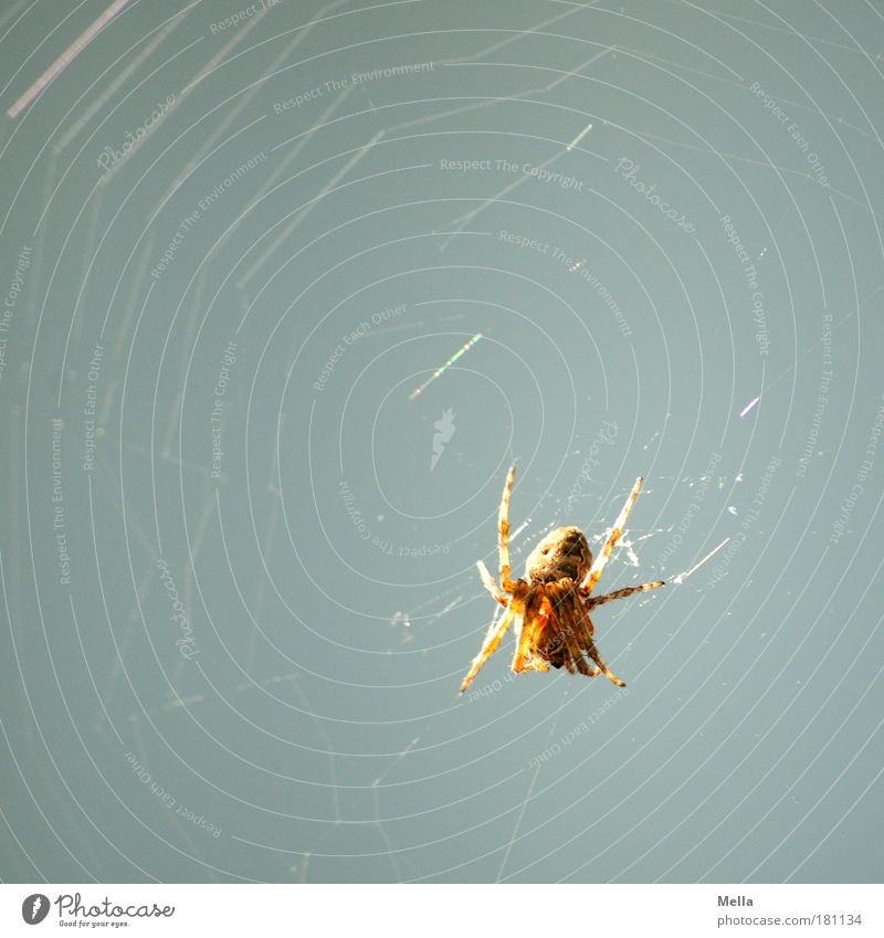 Spider in the morning ... Colour photo Subdued colour Exterior shot Deserted Copy Space left Copy Space top Day Long shot Full-length Environment Nature Animal