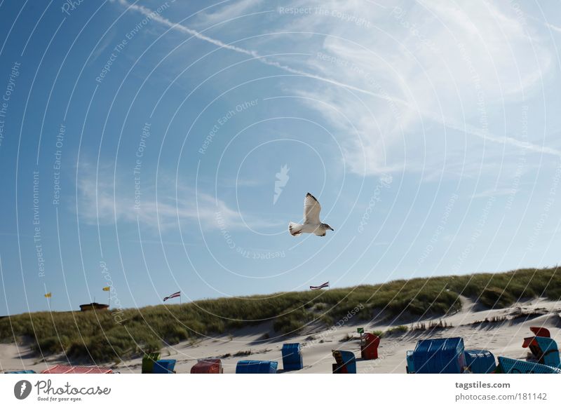 BYE MÖWN. ... IG WAATE. Seagull Juist island Back-light Wind Vacation & Travel Beach Sand Feather Ocean North Sea Relaxation Break Renewable Bird Animal