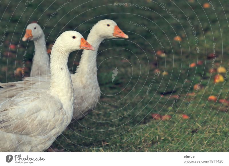 "Goose in white" Autumn Meadow Farm animal Bird 3 Animal Roasted goose Christmas roast Communicate Looking Stand Wait Together Happy Delicious Natural White