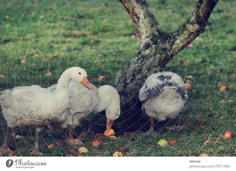 fruit meal Autumn Tree Apple Apple tree Apple harvest Garden Farm animal Bird Goose Christmas roast Roasted goose Hans in luck To feed Happy Contentment Desire