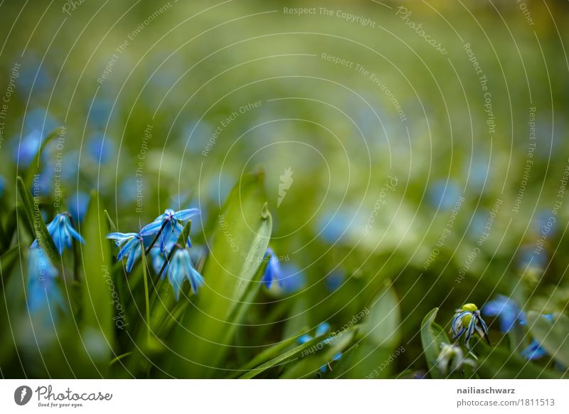 dog-tooth lily Nature Plant Spring Summer Flower Leaf Blossom Agricultural crop Blue Scilla Garden Park Meadow Field Blossoming Fragrance Jump Growth Natural