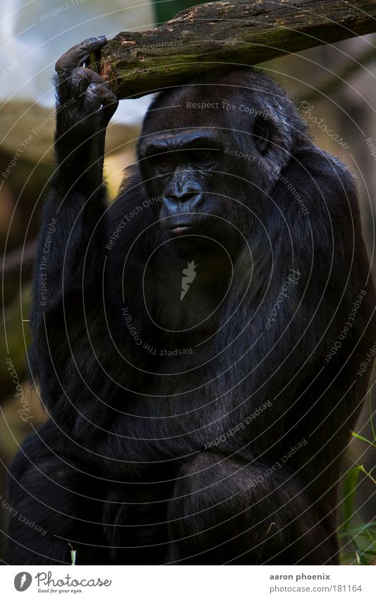 the poet Colour photo Exterior shot Day Light Contrast Deep depth of field Animal portrait Full-length Front view Looking Downward Nature Wild animal