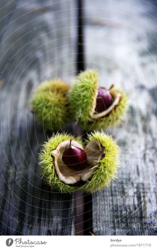 Freshly harvested chestnuts Fruit Nutrition Organic produce Autumn Agricultural crop Sweet chestnut Tree fruit Wood Growth Esthetic Natural Positive Thorny