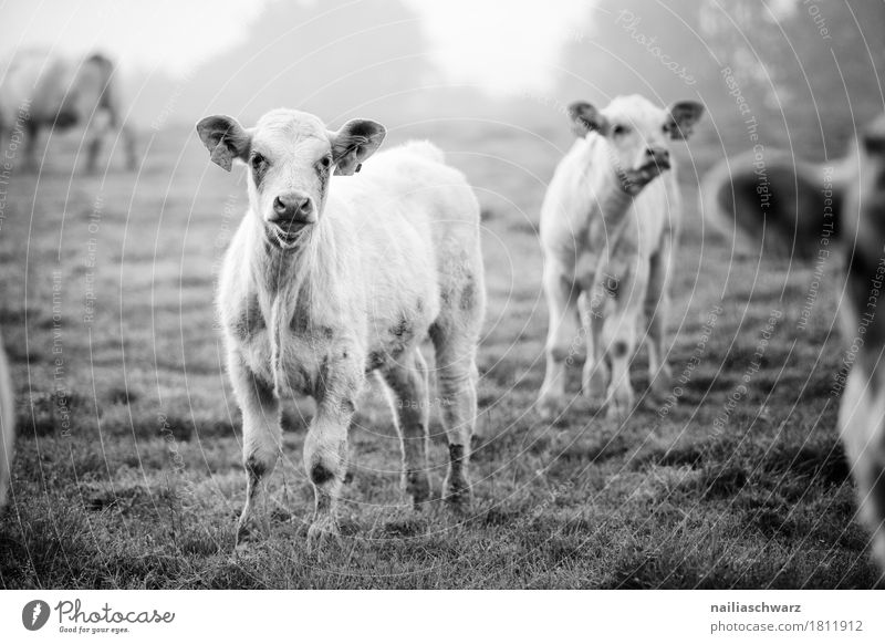 Calves on the pasture in France Summer Agriculture Forestry Environment Nature Landscape Animal Meadow Field Farm animal Cow Calf Cattle Group of animals Herd