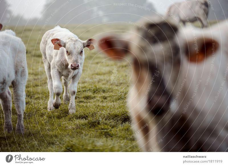 Calves on the meadow Summer Agriculture Forestry Environment Nature Landscape Grass Meadow Field France Brittany Europe Animal Farm animal Cow Calf