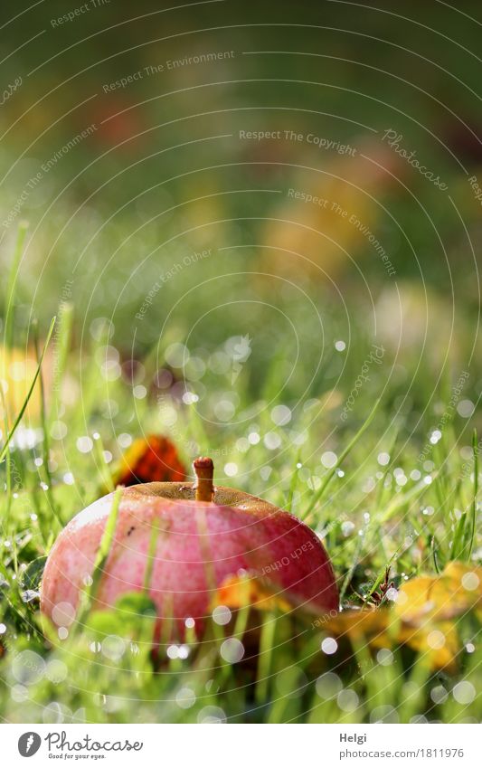 Falling fruit III Food Apple Organic produce Environment Nature Plant Drops of water Autumn Beautiful weather Grass Leaf Garden Glittering Lie Esthetic