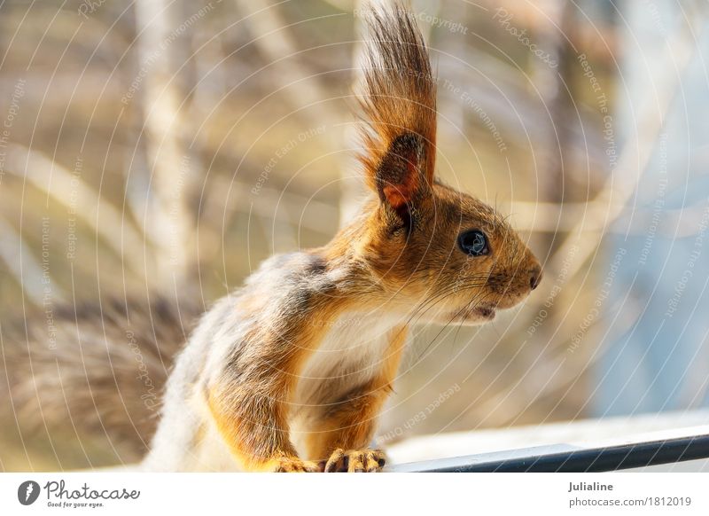 Red squirrel best sale fur coat