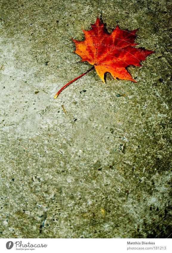 maple Maple tree Leaf Prongs Floor covering Ground Stalk Concrete Loneliness Individual Uniqueness Gold Golden yellow Yellow Mold Gloomy Autumn Beautiful