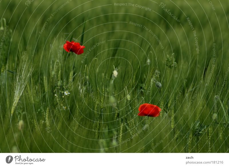 Poppy Amour Colour photo Exterior shot Deserted Copy Space right Copy Space bottom Day Sunlight Central perspective Grain Environment Nature Summer Plant Flower