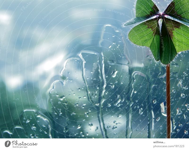Four-leaf clover - Lucky clover Drops of water Bad weather Rain Plant Clover Cloverleaf Window Emotions Joie de vivre (Vitality) Loneliness Uniqueness Happy