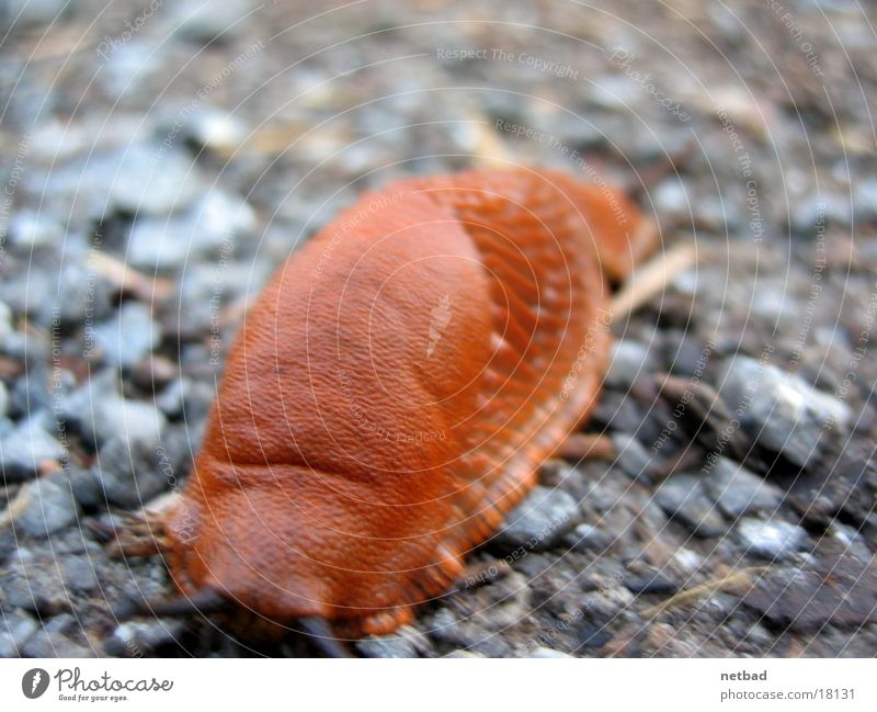 snail over gravel Slug Slowly Stony Snail